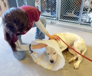 Illustration de l'article : Terrifié au refuge, ce chien allait être euthanasié jusqu’à ce qu’une vidéo change son destin