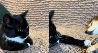 Illustration de l'article : Elle adopte un chien à trois pattes et une chatte rescapée, leur premier contact la bouleverse (vidéo)
