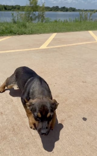 Illustration de l'article : Il voit un chiot abandonné au bord d'un lac courir après une camionnette et décide de lui offrir la vie qu'il mérite
