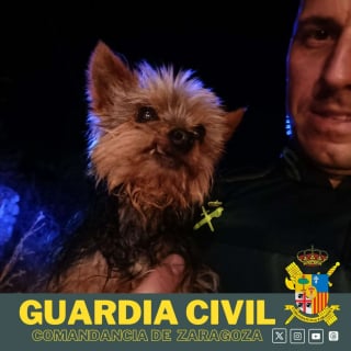 Illustration de l'article : Déterminé à sauver la vie de son propriétaire tombé dans le noir, un petit chien interpelle des agents en aboyant et les conduits à lui