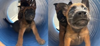 Illustration de l'article : Ces futurs chiens policiers reçoivent des noms de légendes de la Formule 1 avant leur mission