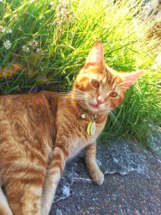 Illustration de l'article : Un chat disparu depuis 3 jours est retrouvé allongé dans un bar