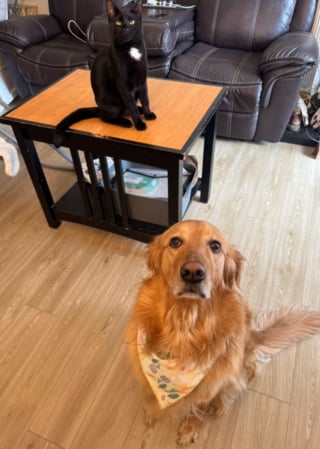 Illustration de l'article : Cette petite Golden Retriever trouve un moyen astucieux d'utiliser les griffes de son frère félin à son avantage (vidéo)