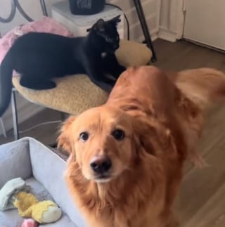 Illustration de l'article : Cette petite Golden Retriever trouve un moyen astucieux d'utiliser les griffes de son frère félin à son avantage (vidéo)