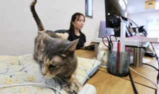 Illustration de l'article : Cette entreprise japonaise accueille des chats dans ses bureaux pour garantir le bien-être et la productivité de ses employés humains (vidéo)