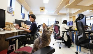 Illustration de l'article : Cette entreprise japonaise accueille des chats dans ses bureaux pour garantir le bien-être et la productivité de ses employés humains (vidéo)
