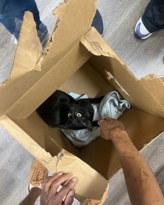 Illustration de l'article : "Je suis vraiment désolé(e) d'avoir dû faire ça", un chat terrifié est découvert abandonné dans une boîte en pleine canicule