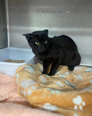 Illustration de l'article : "Je suis vraiment désolé(e) d'avoir dû faire ça", un chat terrifié est découvert abandonné dans une boîte en pleine canicule