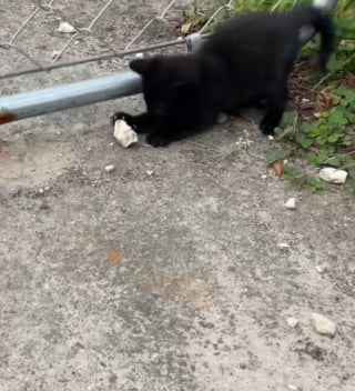 Illustration de l'article : Le bonheur d’un chaton qui n’avait que des pierres pour s’amuser et à qui l’on offre un vrai jouet (vidéo) 
