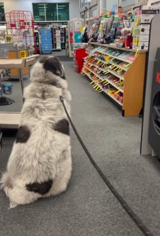 Illustration de l'article : Une pharmacienne offre une friandise à ce Patou, il revient chaque jour pour la remercier (vidéo)