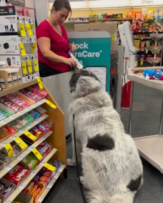 Illustration de l'article : Une pharmacienne offre une friandise à ce Patou, il revient chaque jour pour la remercier (vidéo)