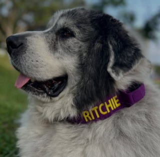 Illustration de l'article : Une pharmacienne offre une friandise à ce Patou, il revient chaque jour pour la remercier (vidéo)