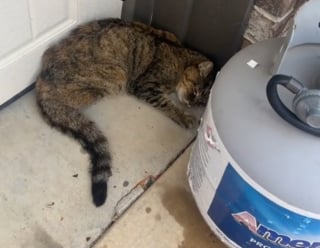 Illustration de l'article : Épuisée et affamée, cette chatte choisit le bon garage pour s’effondrer, elle y trouve une famille et la vie sauve alors que des inondations s'annoncent (vidéo)