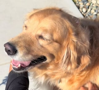 Illustration de l'article : Dans le jardin, une Golden Retriever s'amuse avec ses poules et s’inventent des séances de jeu pleines de tendresse (vidéo)