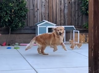 Illustration de l'article : Dans le jardin, une Golden Retriever s'amuse avec ses poules et s’inventent des séances de jeu pleines de tendresse (vidéo)