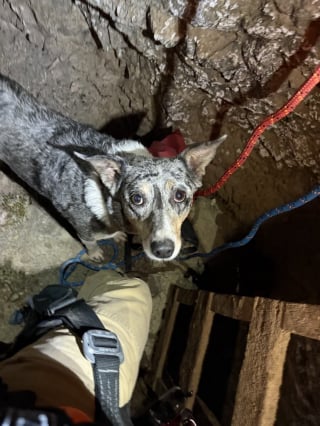 Illustration de l'article : Coincée au fond d’une mine abandonnée, une chienne de 9 ans est sauvée grâce au sang-froid de sa maîtresse et des secours