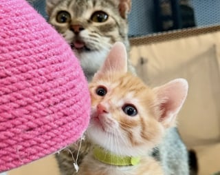 Illustration de l'article : Épuisée et infestée de puces, cette chatte trouve un foyer d’accueil où elle peut enfin mettre bas en sécurité