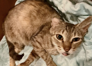 Illustration de l'article : Épuisée et infestée de puces, cette chatte trouve un foyer d’accueil où elle peut enfin mettre bas en sécurité