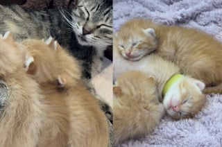 Illustration de l'article : Épuisée et infestée de puces, cette chatte trouve un foyer d’accueil où elle peut enfin mettre bas en sécurité