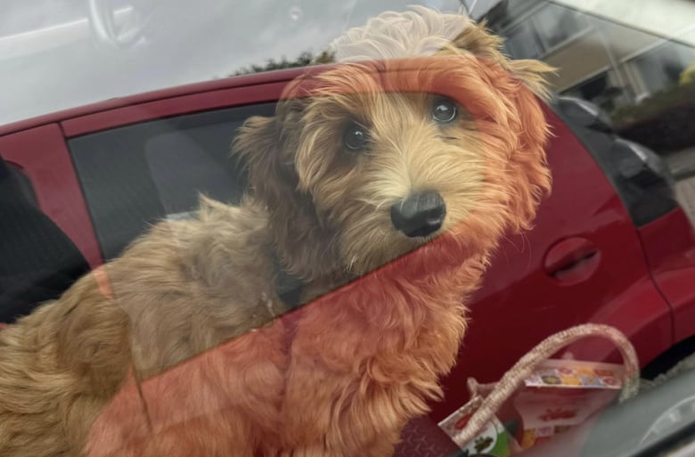 Illustration de l'article : Cette Labradoodle s’amuse lorsqu’elle est gardée par ses grands-parents et leur chien sénior rajeunit grâce à elle