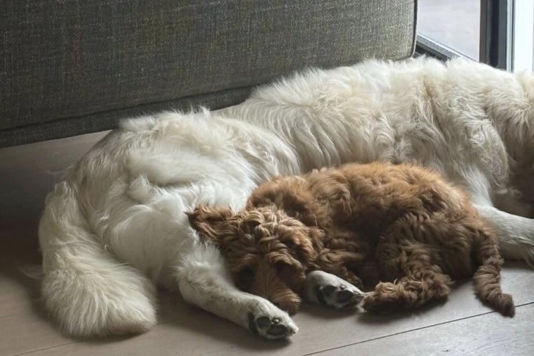 Illustration de l'article : Cette Labradoodle s’amuse lorsqu’elle est gardée par ses grands-parents et leur chien sénior rajeunit grâce à elle