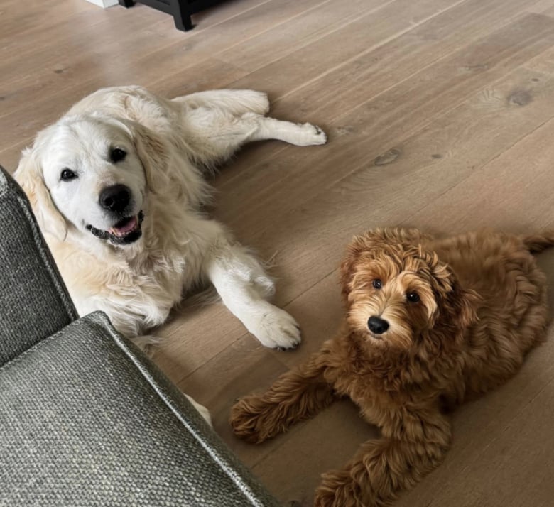 Illustration de l'article : Cette Labradoodle s’amuse lorsqu’elle est gardée par ses grands-parents et leur chien sénior rajeunit grâce à elle