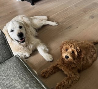Illustration de l'article : Les propriétaires d’une Labradoodle découvrent comment cette dernière s’amuse lorsqu’elle est gardée par ses grands-parents (vidéo)