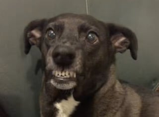 Illustration de l'article : Il ne peut pas s’en empêcher, ce chien chante avec sa maîtresse à chaque fois qu’elle se filme en train de chanter (vidéo)