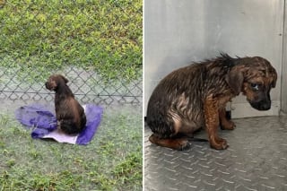 Illustration de l'article : "Un pur coup de chance", ce chiot retrouvé couvert de tiques dans un champ inondé a été sauvé et reprend goût à la vie