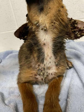 Illustration de l'article : "Un pur coup de chance", ce chiot retrouvé couvert de tiques dans un champ inondé a été sauvé et reprend goût à la vie