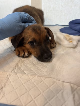 Illustration de l'article : "Un pur coup de chance", ce chiot retrouvé couvert de tiques dans un champ inondé a été sauvé et reprend goût à la vie