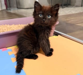 Illustration de l'article : Un chaton errant avec des pattes tordues et sa sœur timide découvrent qu’ils peuvent faire confiance aux humains