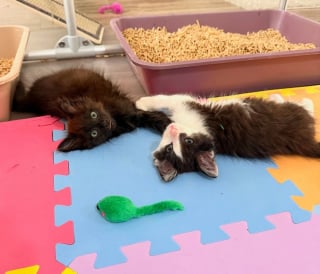 Illustration de l'article : Un chaton errant avec des pattes tordues et sa sœur timide découvrent qu’ils peuvent faire confiance aux humains