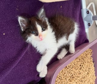 Illustration de l'article : Un chaton errant avec des pattes tordues et sa sœur timide découvrent qu’ils peuvent faire confiance aux humains