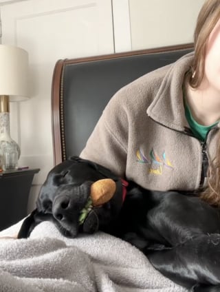 Illustration de l'article : Ce Labrador déchire toutes les peluches, sauf sa « carotte de soutien émotionnel » qu’il ne quitte jamais (vidéo)