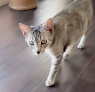Illustration de l'article : Elle miaule à la porte avec un chaton dans la gueule, une chatte errante choisit sa famille pour protéger ses petits (vidéo)