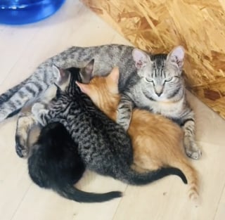 Illustration de l'article : Elle miaule à la porte avec un chaton dans la gueule, une chatte errante choisit sa famille pour protéger ses petits (vidéo)