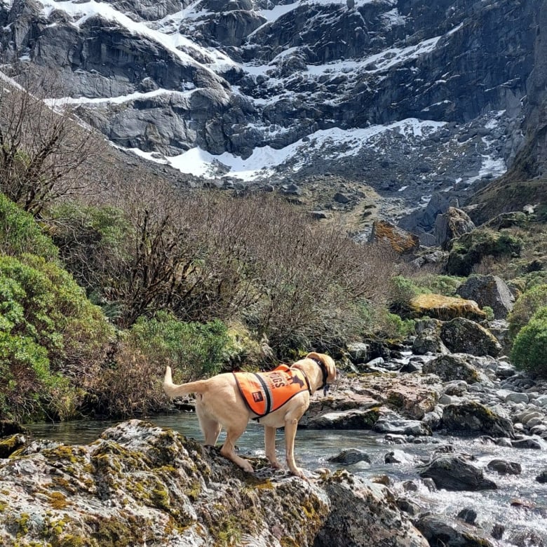 Illustration de l'article : Une espèce d’oiseaux, rare et menacée, perdue de vue depuis des années a été redécouverte par une chienne