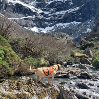 Illustration de l'article : Cette chienne redécouvre une espèce d'oiseau menacée et dont on n'avait pas vu le moindre représentant depuis des années