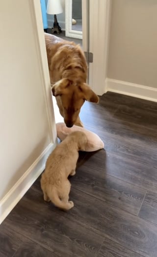 Illustration de l'article : Un Golden Retriever ne peut contenir sa joie de rencontrer son nouveau petit frère, à qui il apporte des jouets (vidéo)