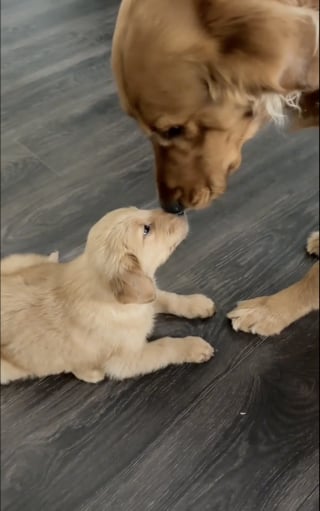 Illustration de l'article : Un Golden Retriever ne peut contenir sa joie de rencontrer son nouveau petit frère, à qui il apporte des jouets (vidéo)
