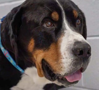 Illustration de l'article : Un chien de thérapie tire sa révérence après avoir réconforté des centaines d’élèves pendant 7 ans