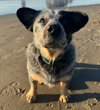 Illustration de l'article : Un homme apprend un nouveau tour improbable à son chien (vidéo) 
