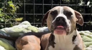 Illustration de l'article : Cette chienne amicale à l'extrême veut jouer avec tout et tout le monde (vidéo)