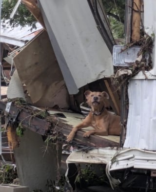 Illustration de l'article : Endeuillé après les inondations, ce chien seul sur les ruines retrouve l’espoir grâce aux sauveteurs