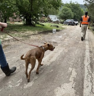 Illustration de l'article : Endeuillé après les inondations, ce chien seul sur les ruines retrouve l’espoir grâce aux sauveteurs