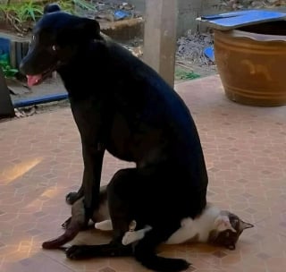 Illustration de l'article : 10 photos de chats et de chiens qui vont vous toucher en plein coeur