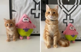 Illustration de l'article : 10 photos de chats et de chiens qui vont vous toucher en plein coeur