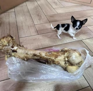 Illustration de l'article : 10 photos de chats et de chiens qui vont vous toucher en plein coeur