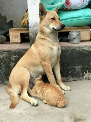 Illustration de l'article : 10 photos de chats et de chiens qui vont vous toucher en plein coeur